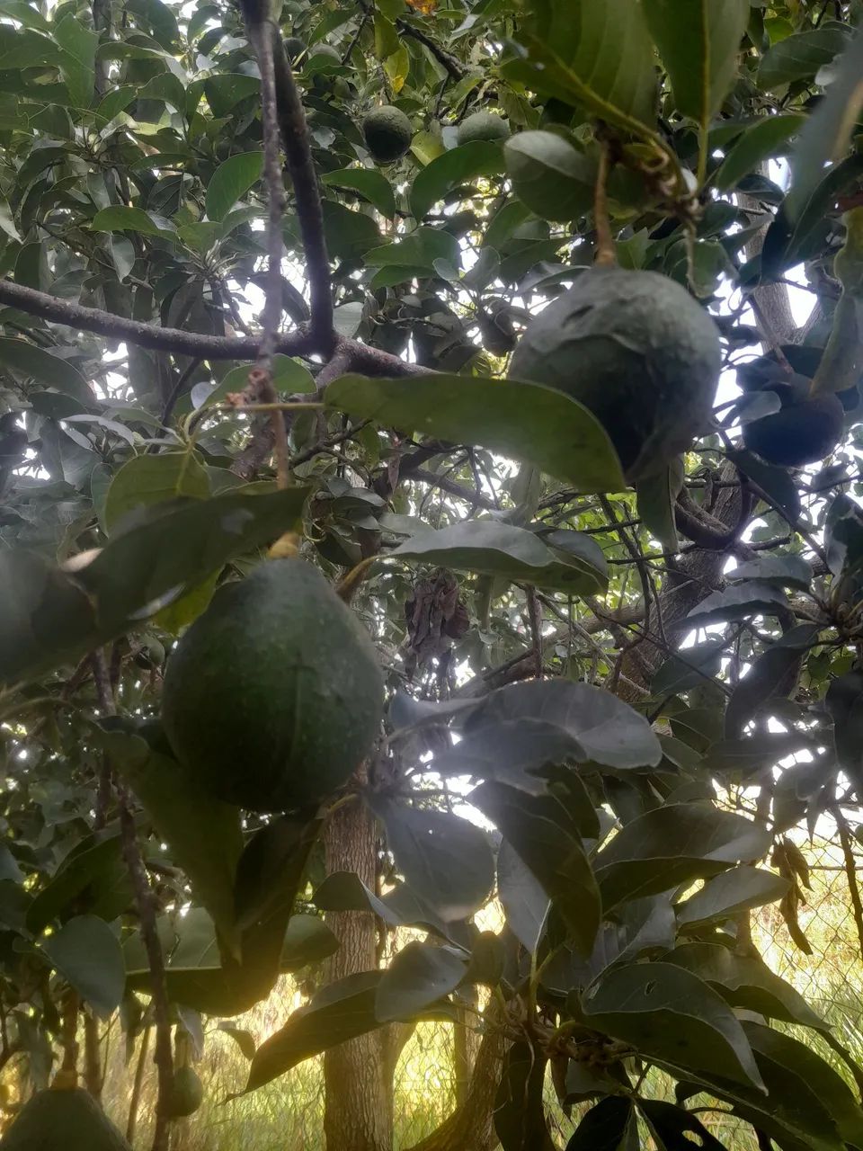 Venda abacates avocado