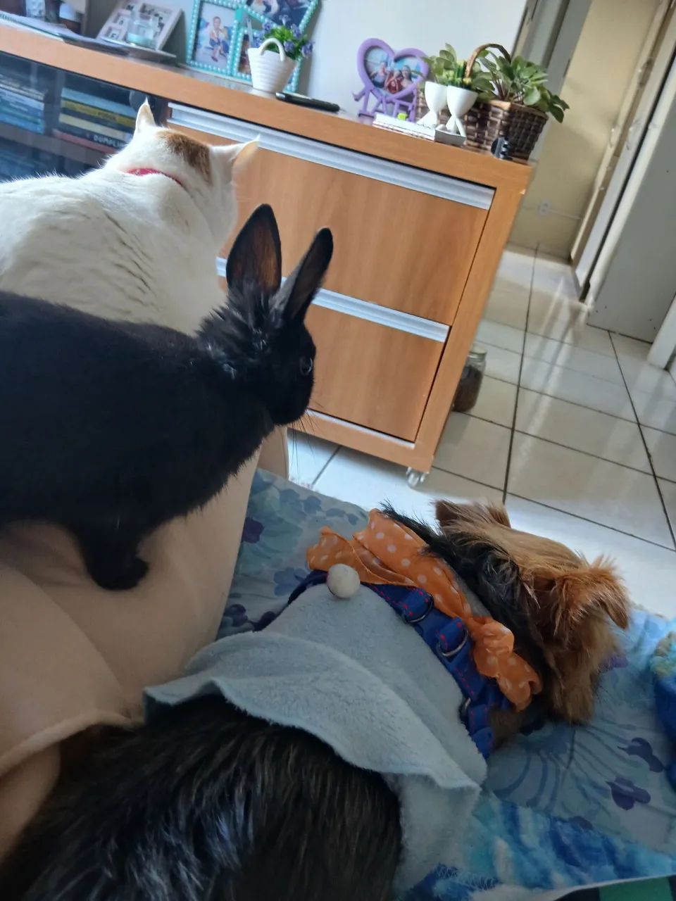 Coelho - Foto 3