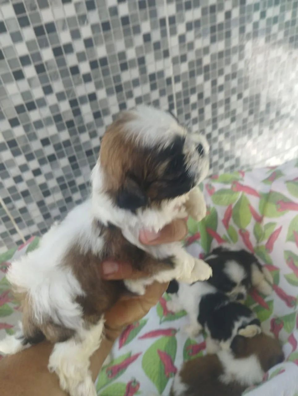 Vende se cães  - Foto 5