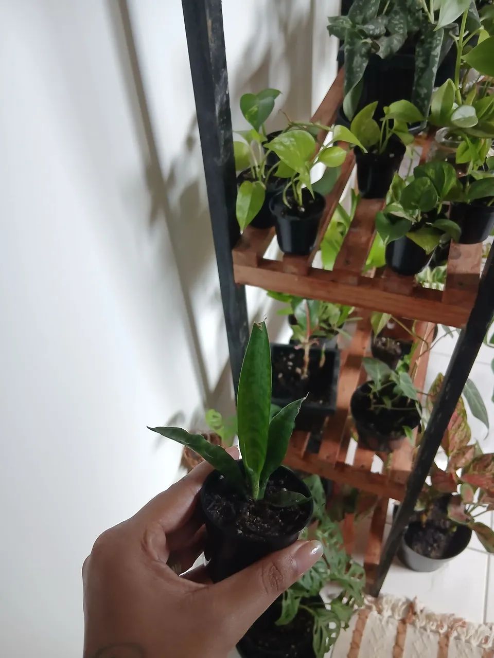 Plantas - Foto 3