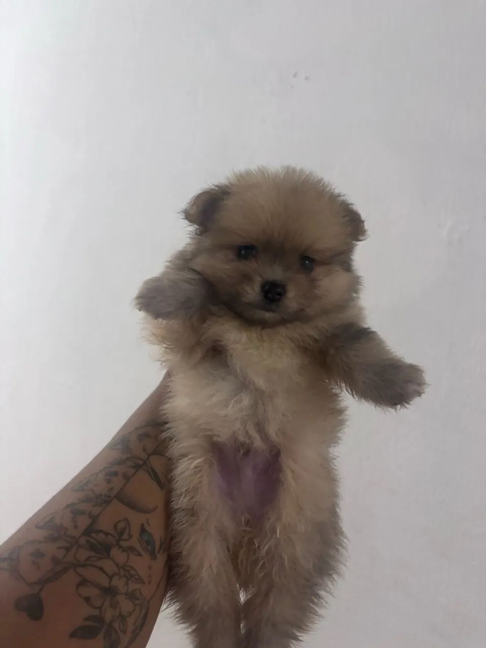 Spitz macho