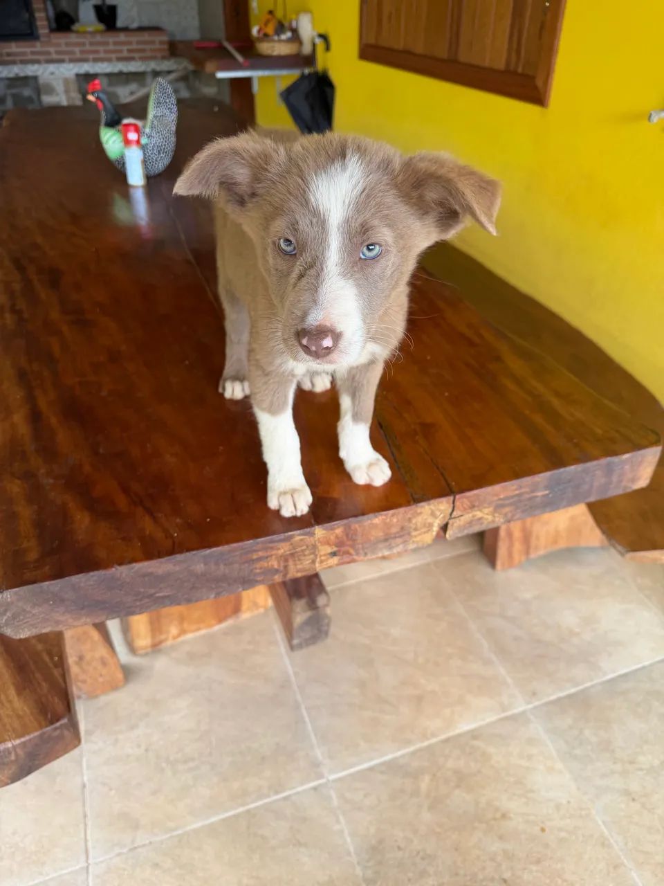 Cachorro - Foto 2