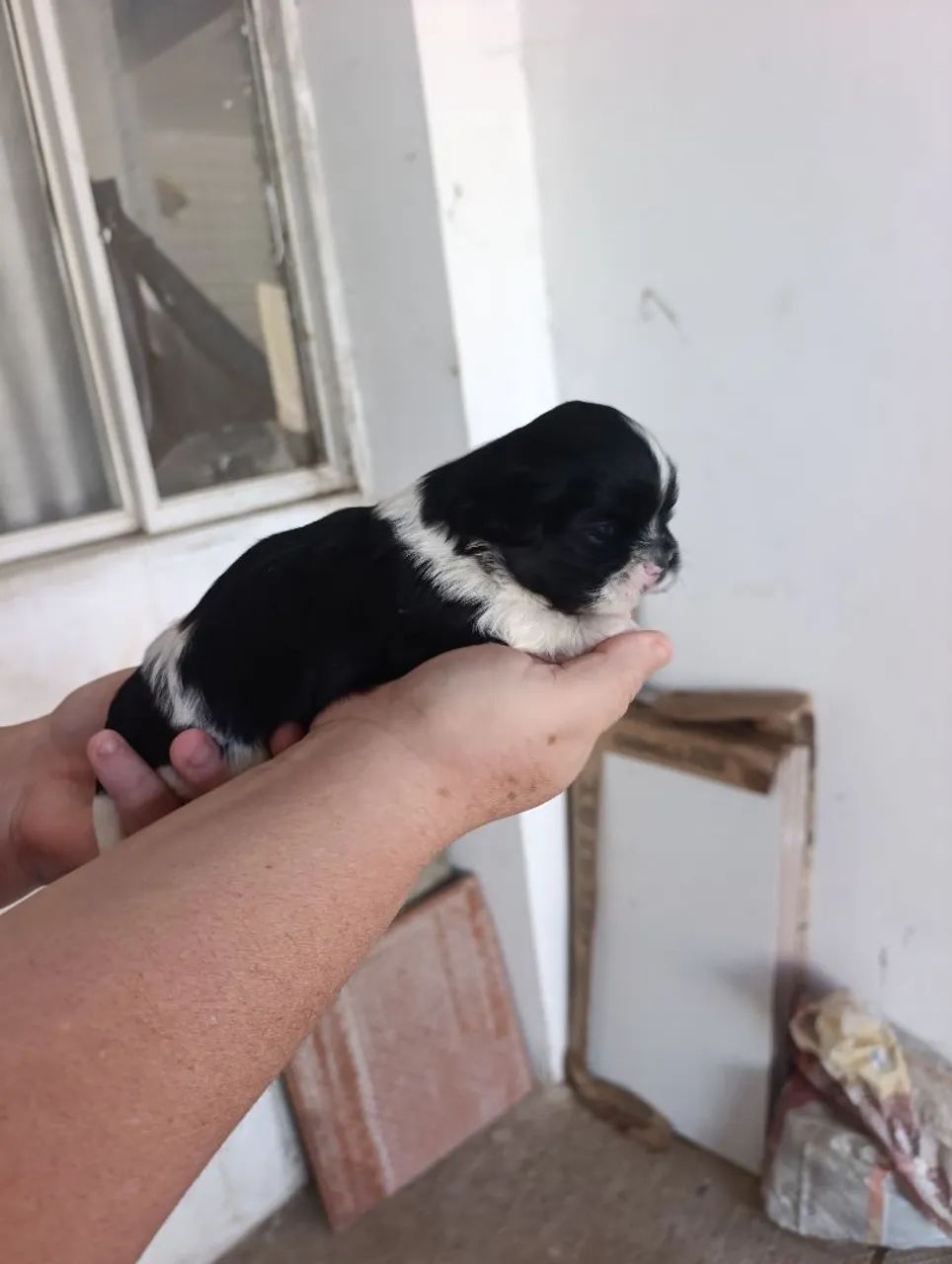 Filhotes de Shitzu disponível  - Foto 3