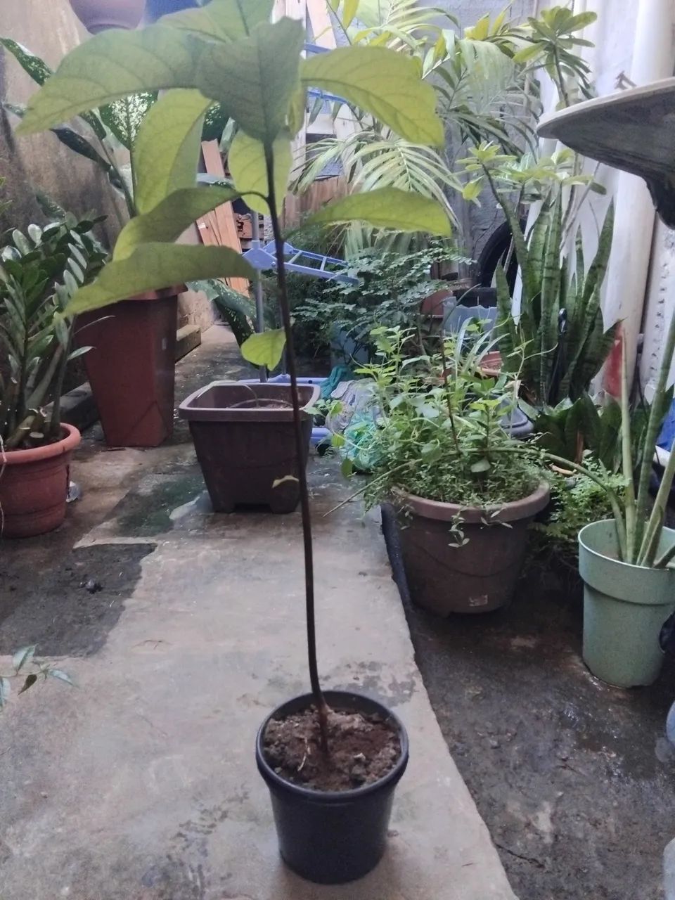 Mudas de abacate - Foto 2