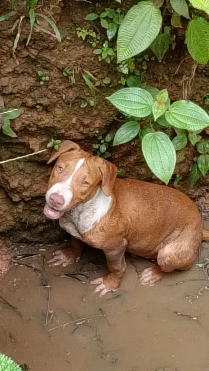 Filhote de Pit Bull  - Foto 2