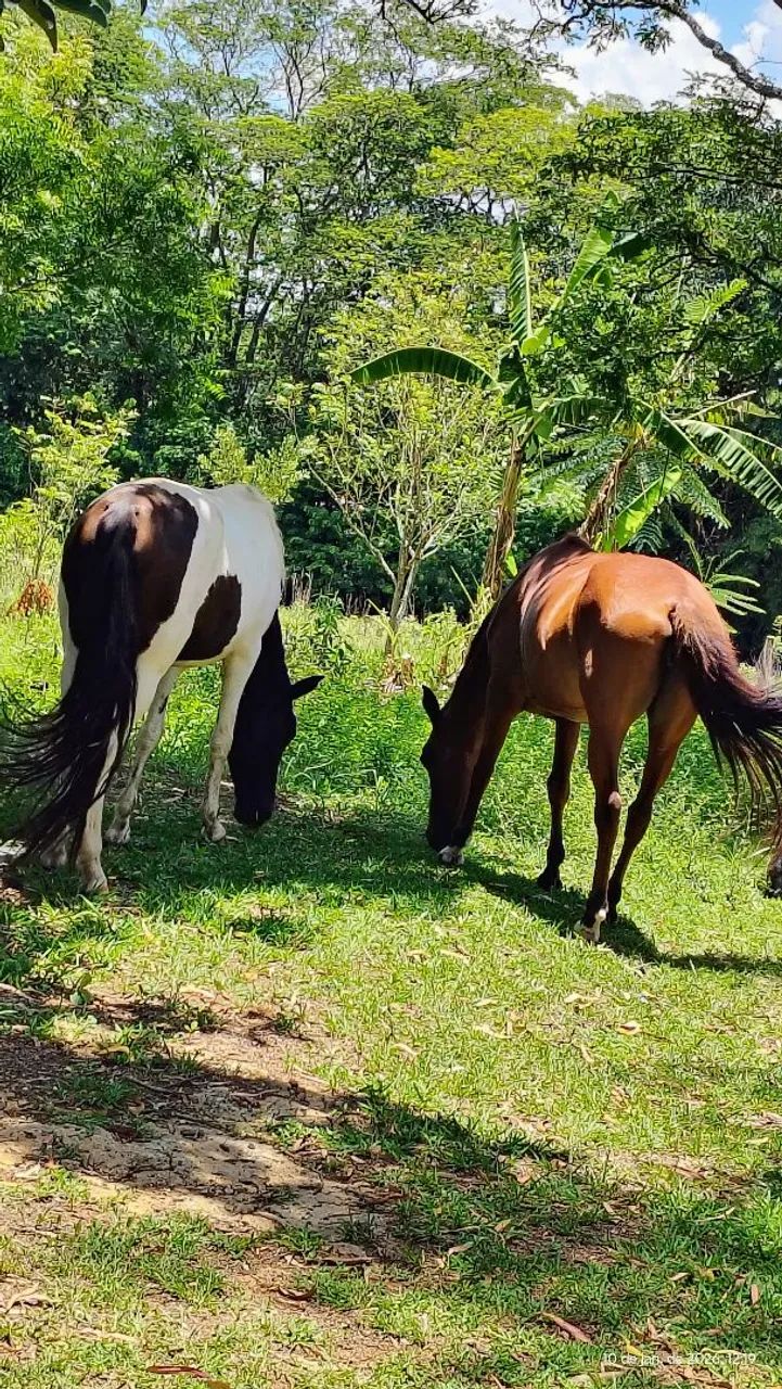 Vendo égua mansa - Foto 2