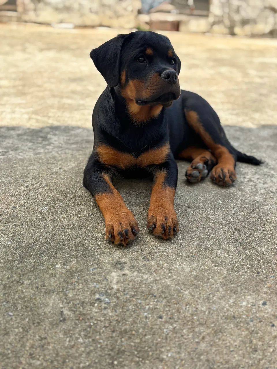 Filhotes de rottweiler com PEDIGREE  - Foto 3