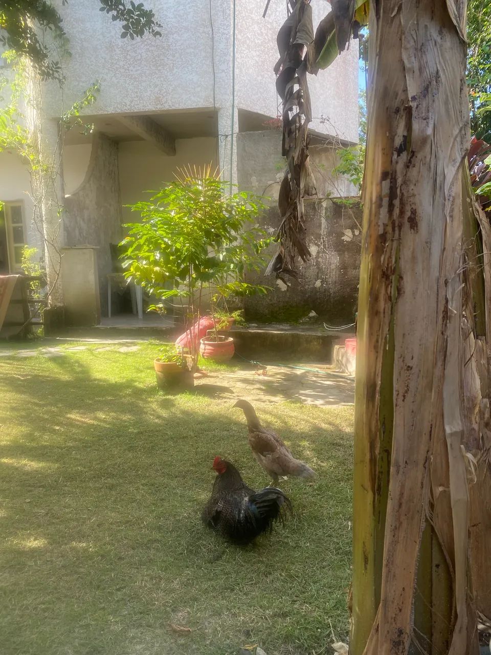 Casa com m quintal  - Foto 2