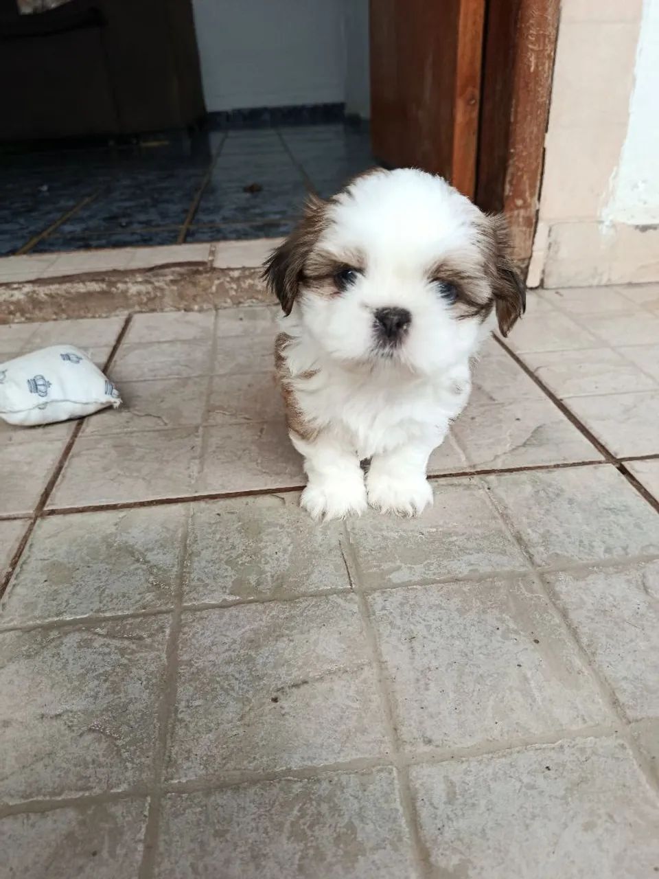 Filho de Shitzu  - Foto 4