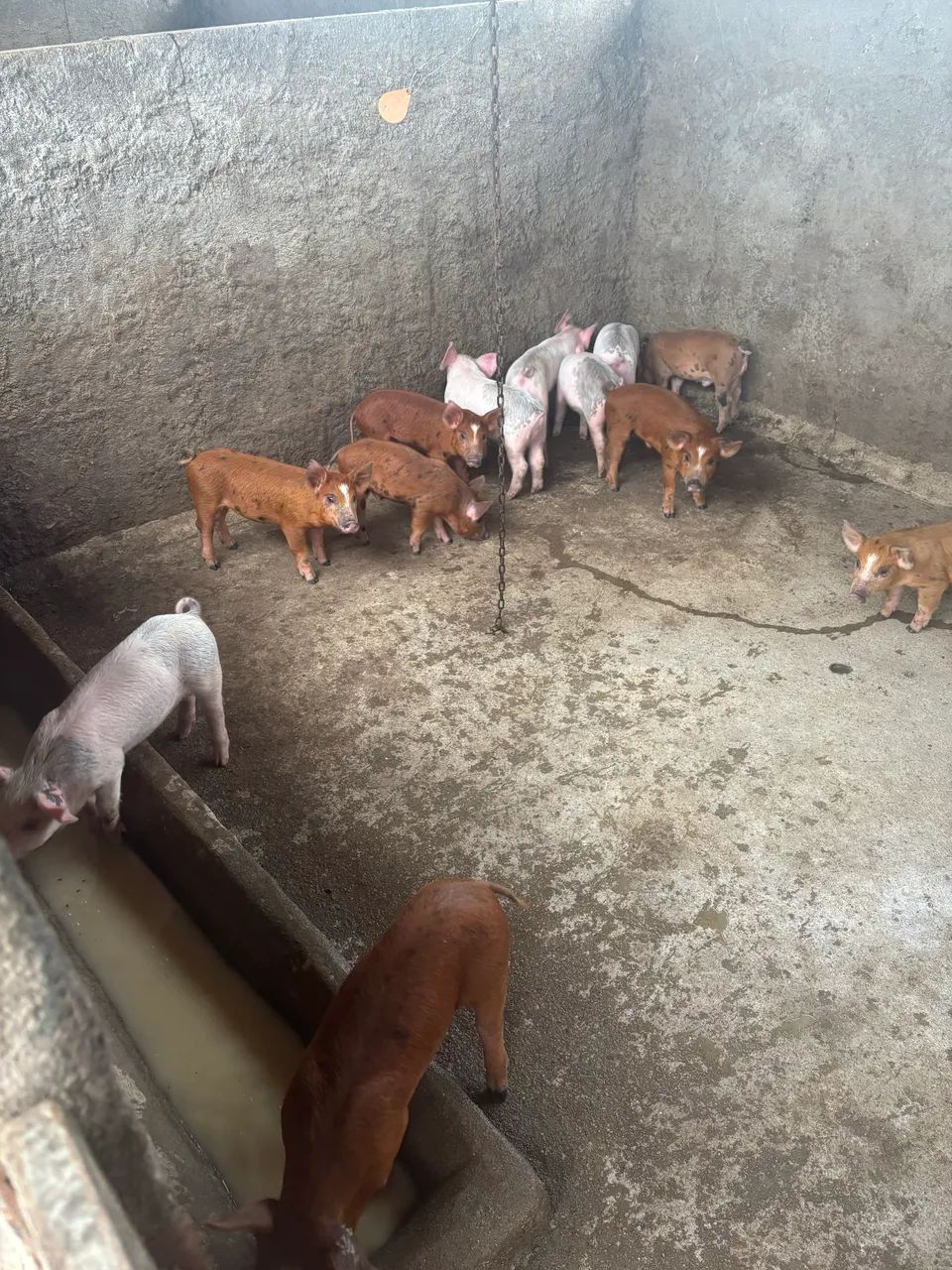 Leitão 