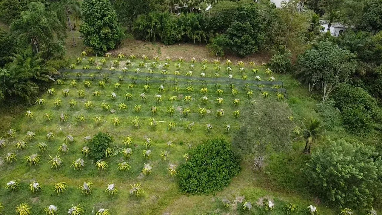 Sitio muito agradável com renda em Miracatu - Foto 4