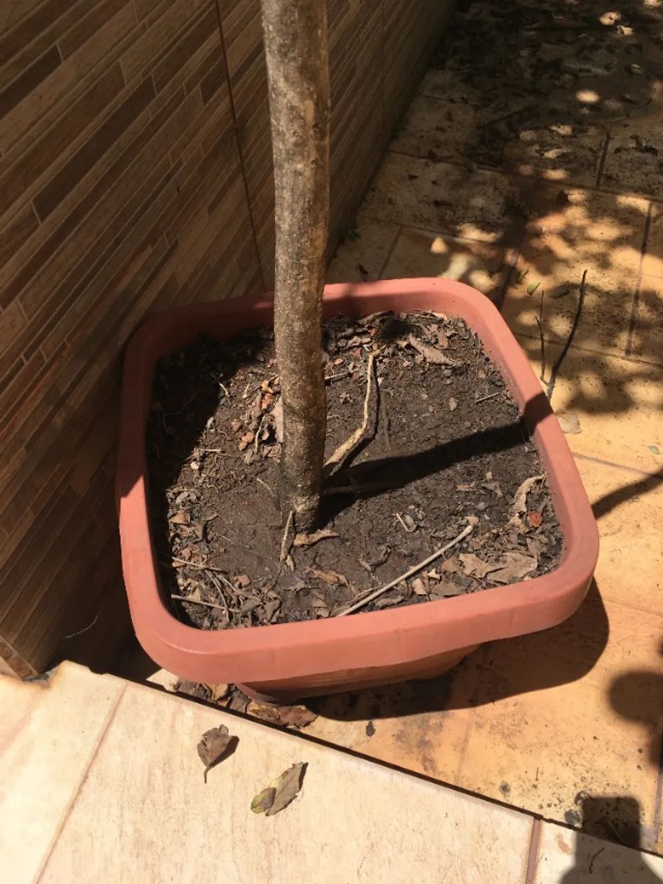 Ipê rosa Grande com 3,07m - Foto 2