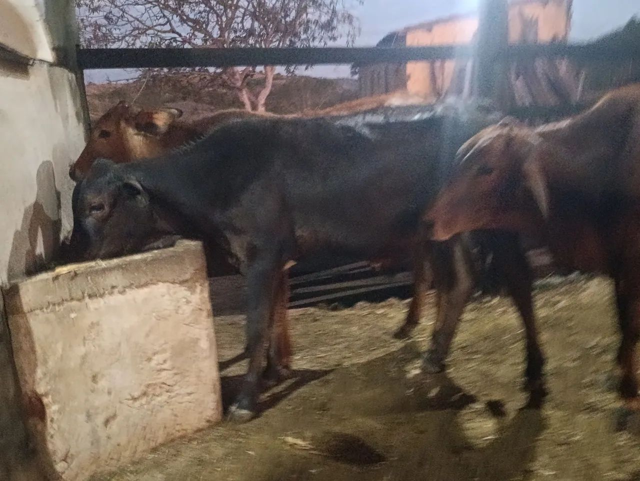 Vendo 4 garrotes  - Foto 3