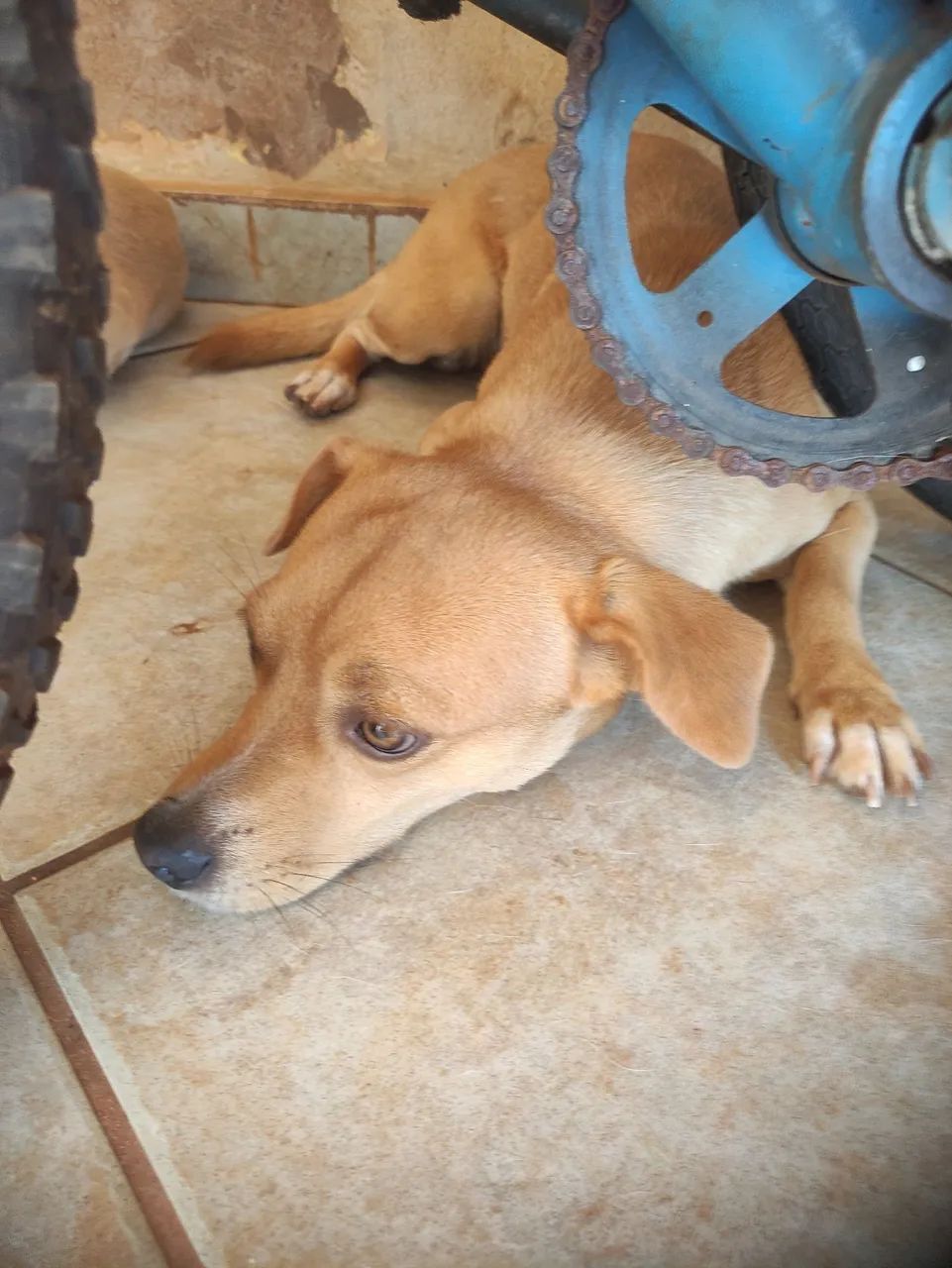 Doação de animais machos  - Foto 3
