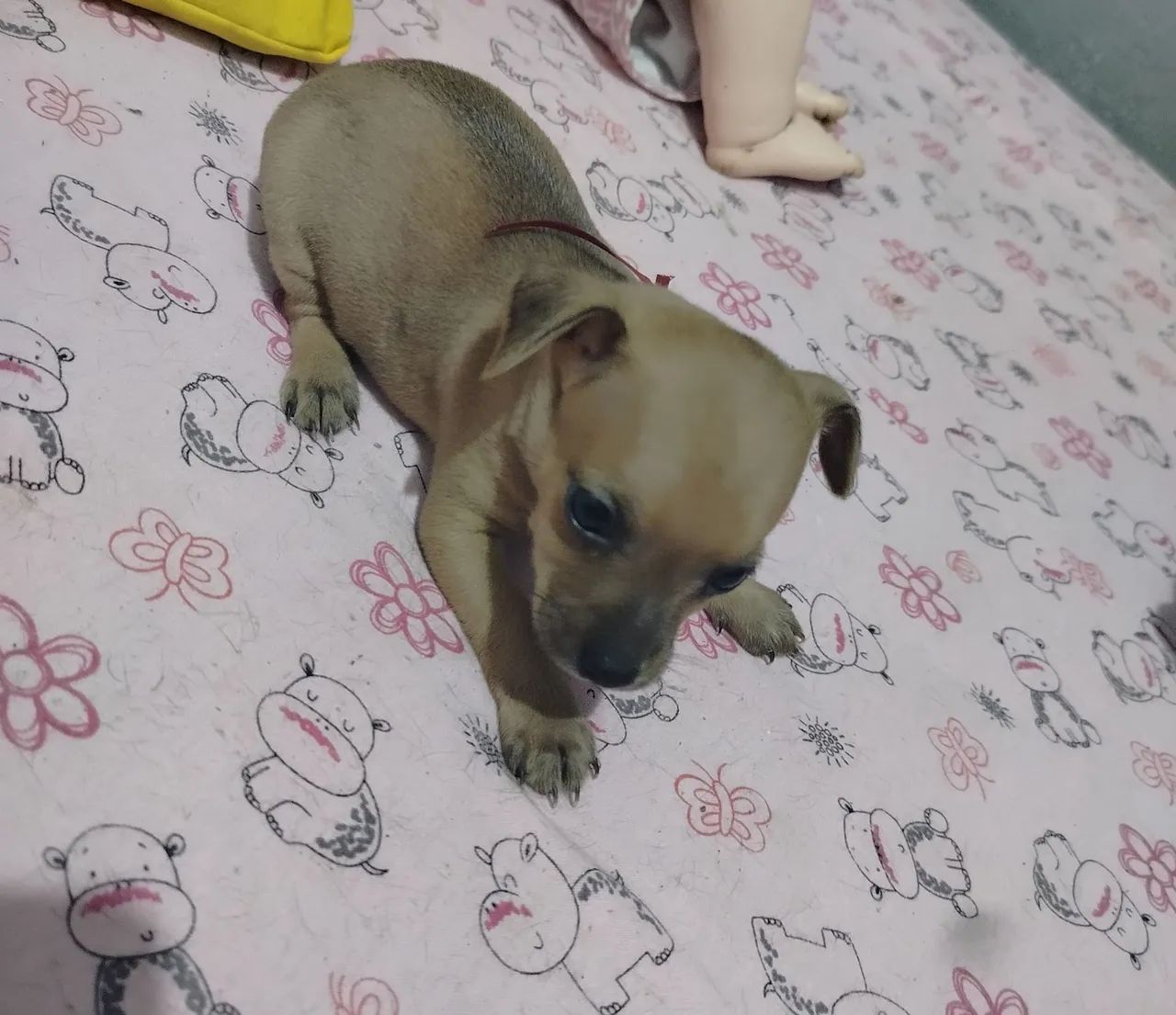 Vendo - Foto 4
