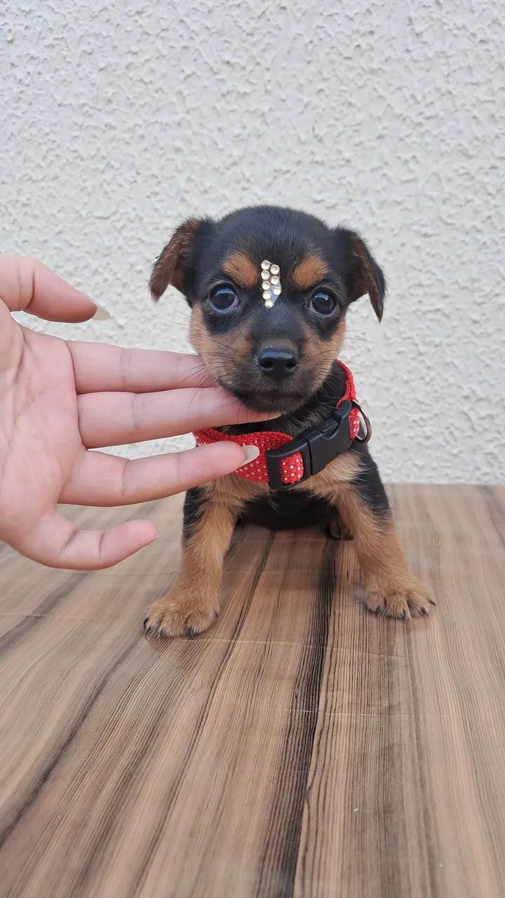 Pinscher n°1 - Foto 3