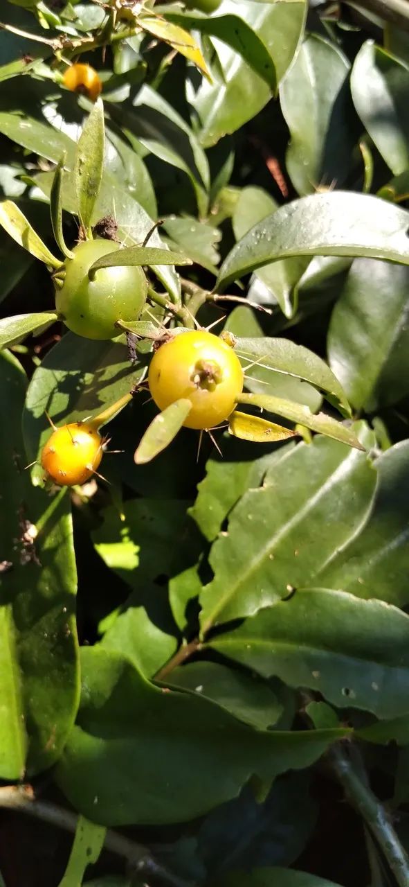 Frutos de Ora-pro-nóbis - Foto 5