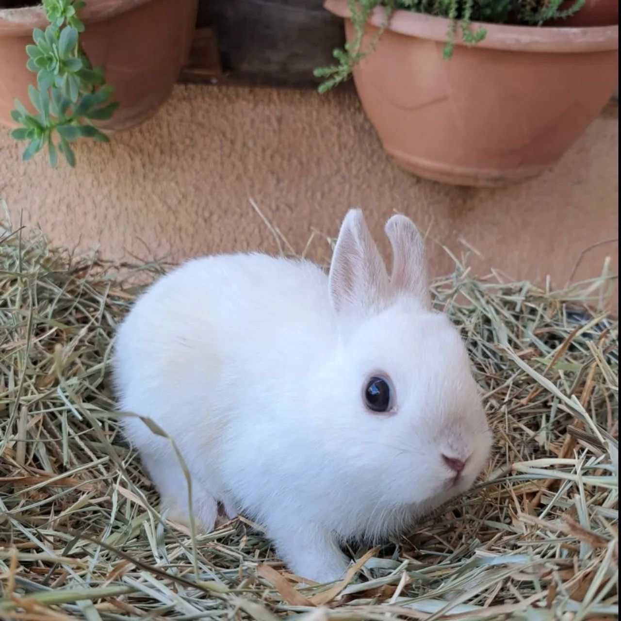 Mini coelhos anão netherland dwarf - Foto 6