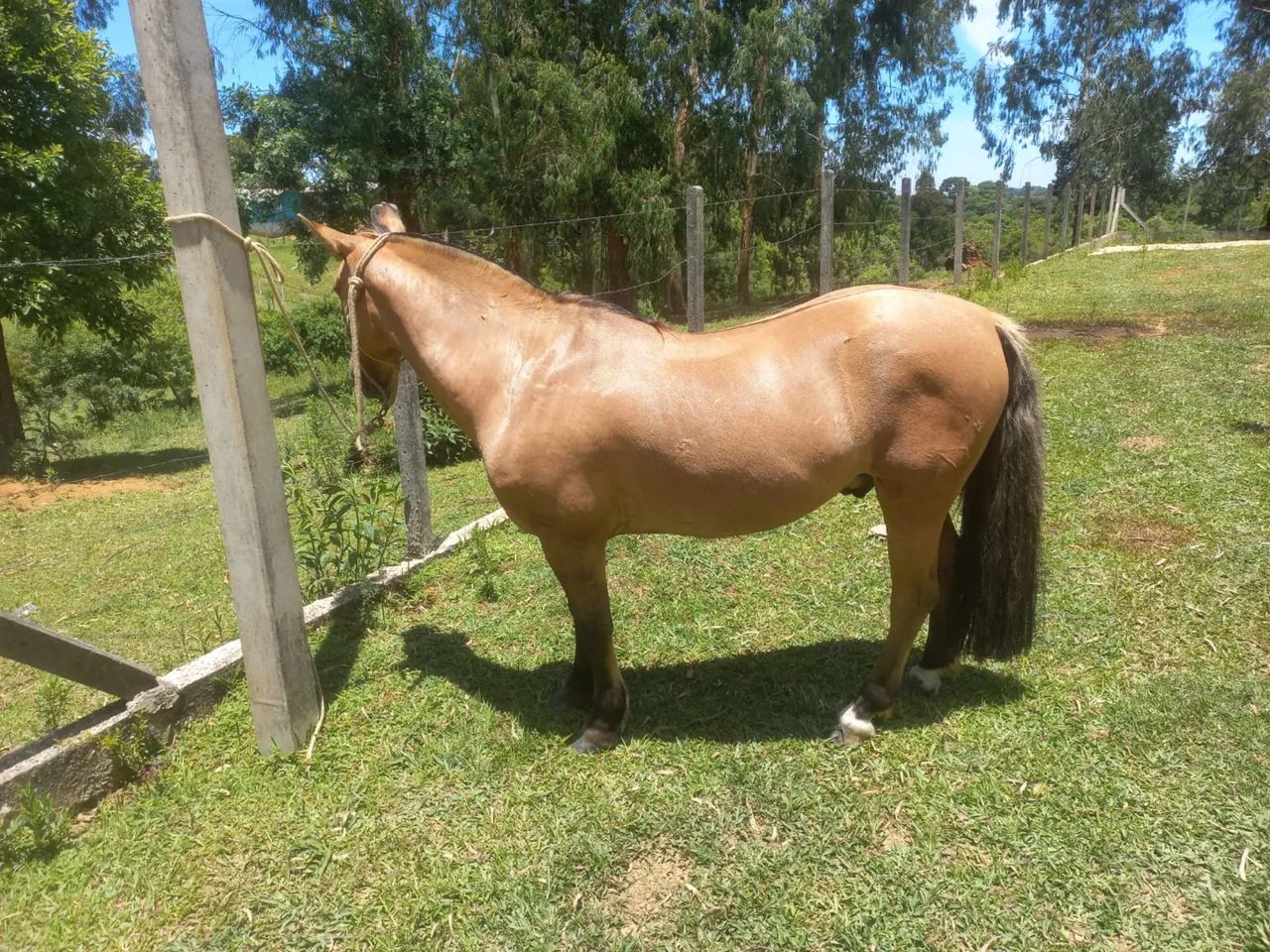 Cavalo crioulo  - Foto 4