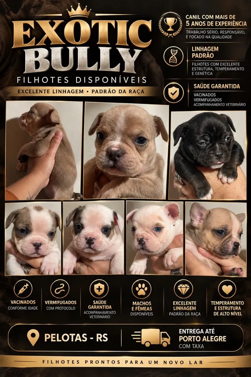 American bully exotic  - Foto 5