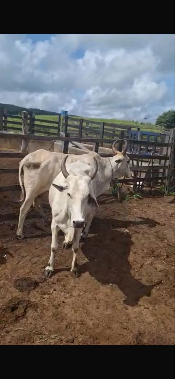 Vacas solteiras  - Foto 5