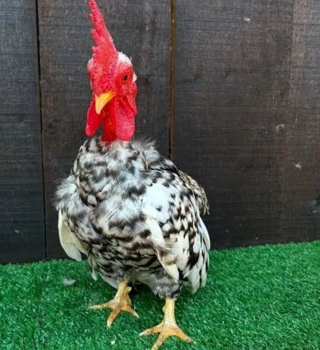 Vendo um galo garnisé mini 