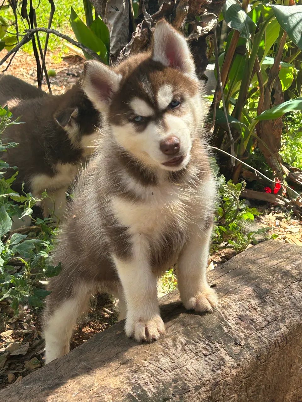 Husky Siberiano  - Foto 3