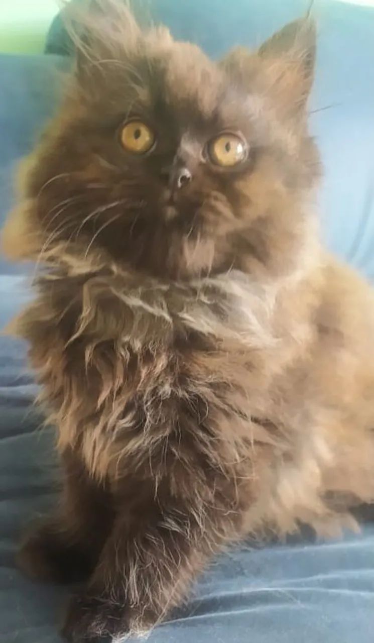 Lindo filhote de gato persa pura.Parcelo.Entrego em Curitiba e região  - Foto 3