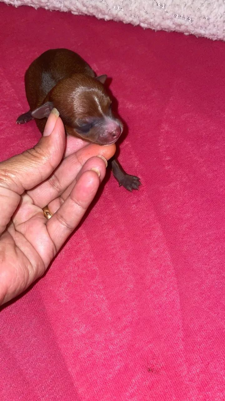    Filhotes Pinscher zero  - Foto 5