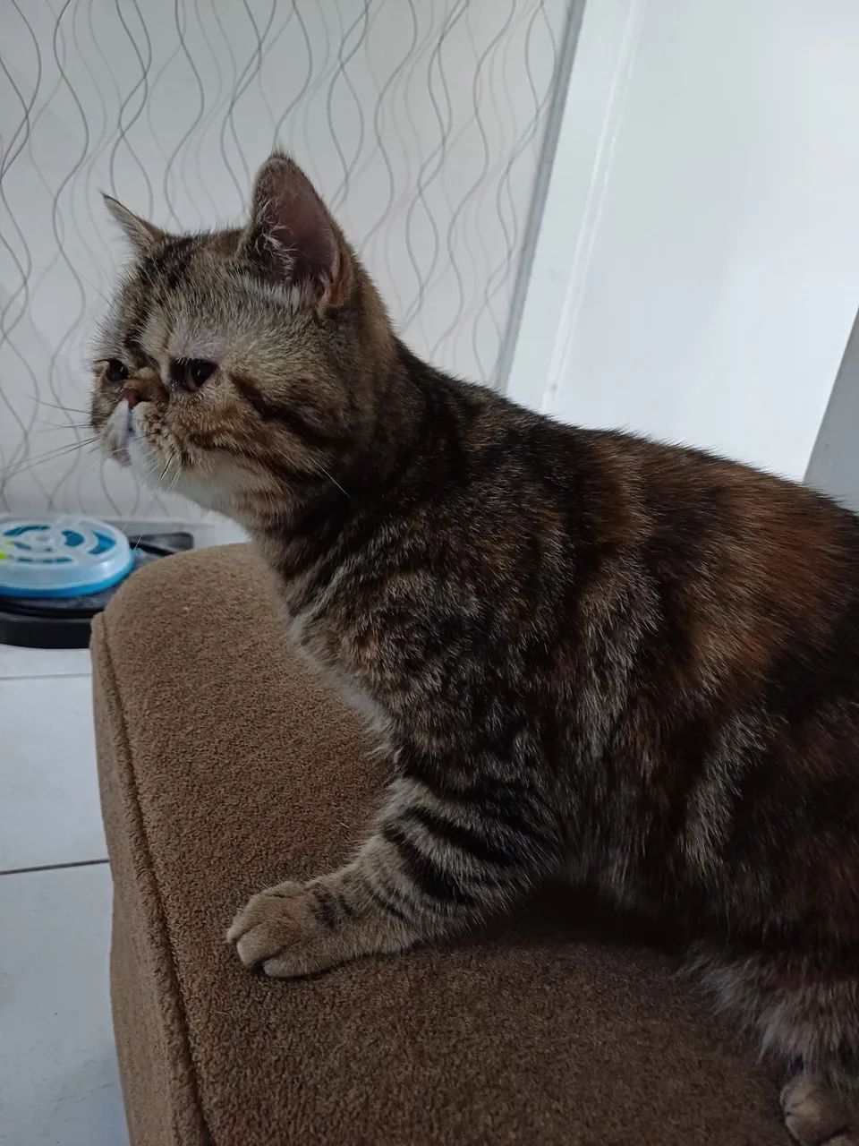 Gata persa