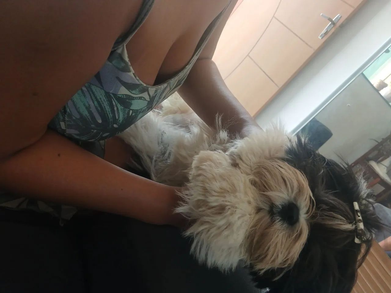 Shih tzu - Foto 5