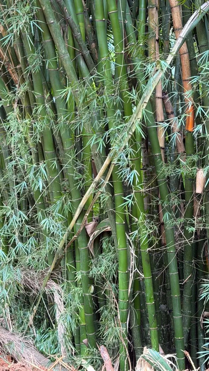 Bambu verde gigante  - Foto 3