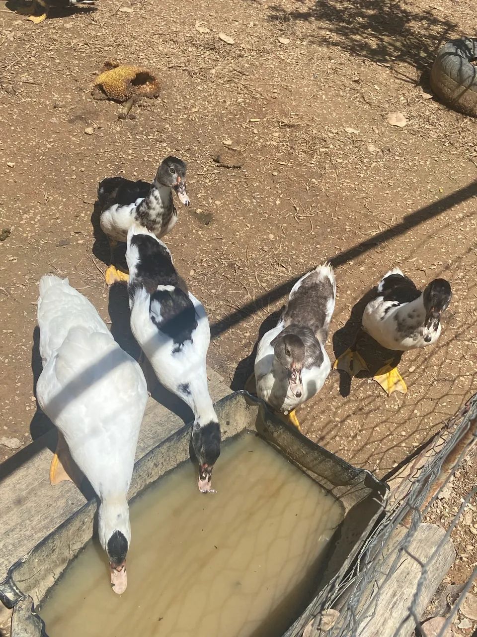 Patos - Foto 3