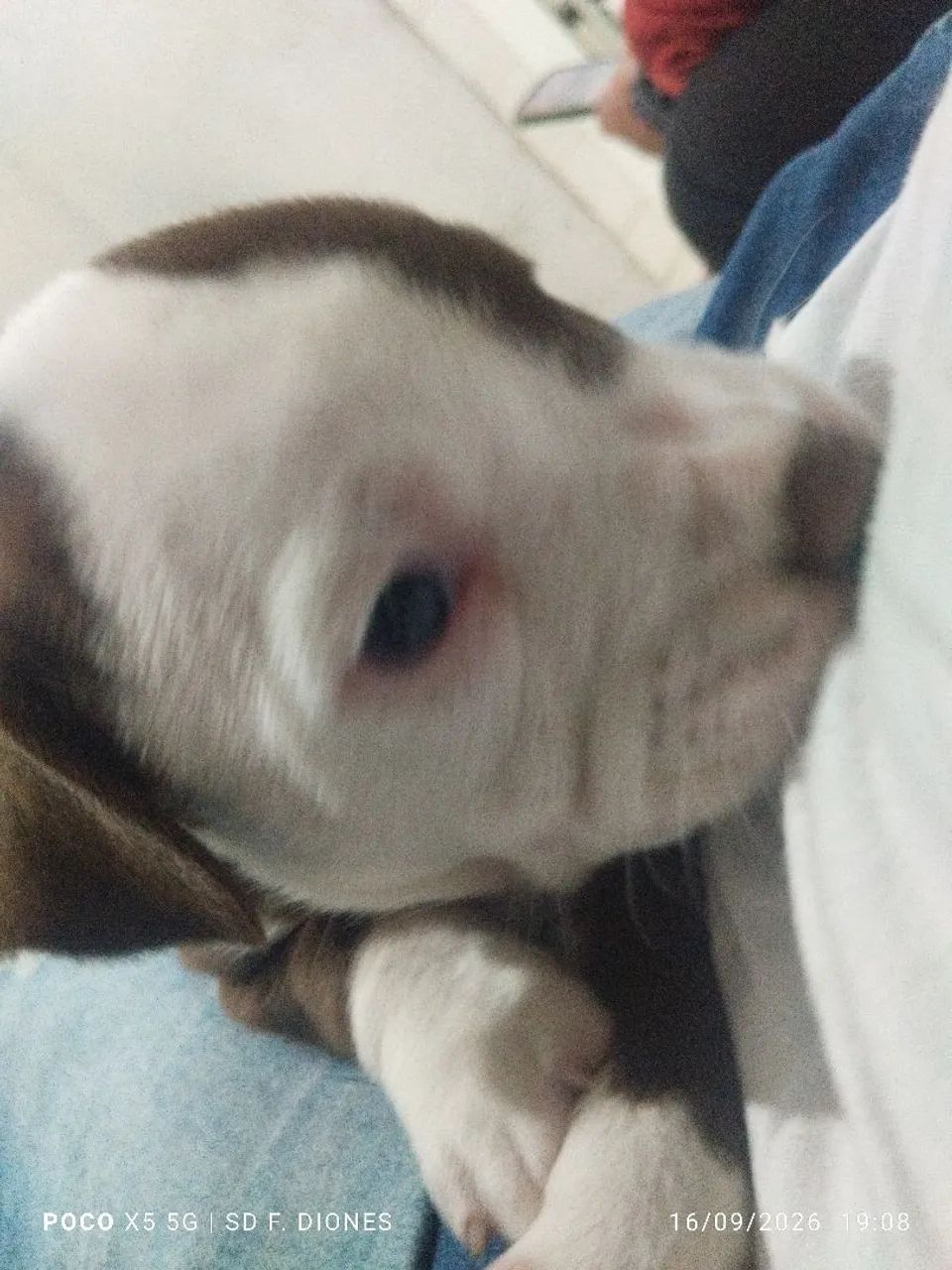 Filhote de Pit Bull  - Foto 2