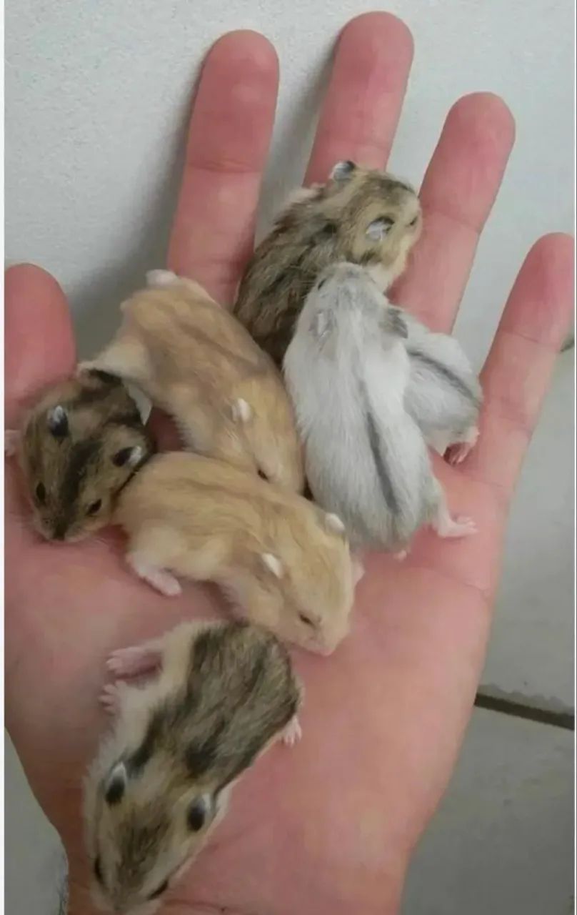 Filhotes de hamster - Foto 3