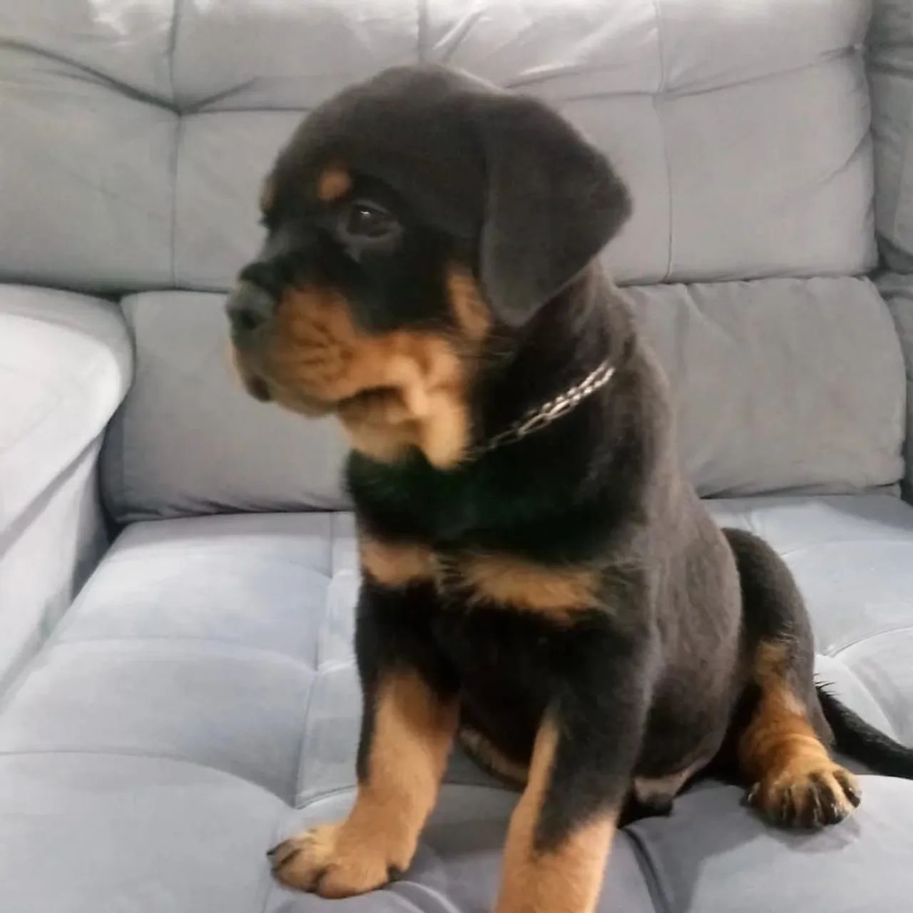 Filhotes de Rottweiller 