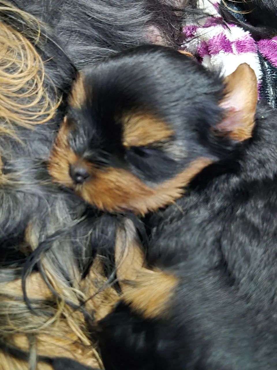Bbs de yorkshire  - Foto 2