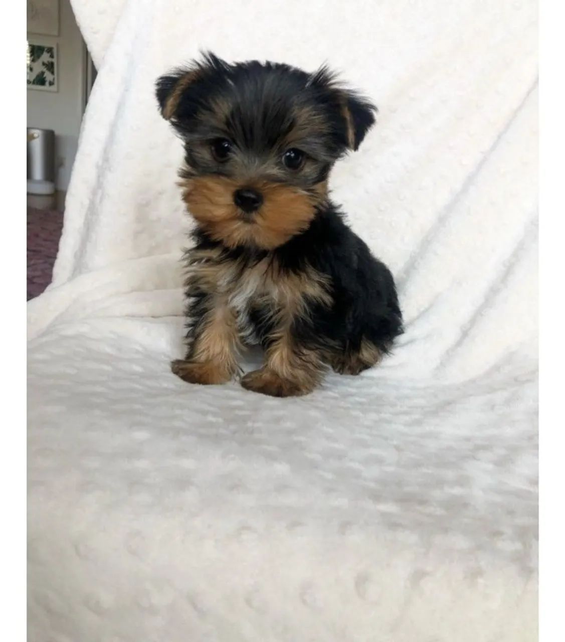 Yorkshire Terrier Mini - Excelente Pedigree