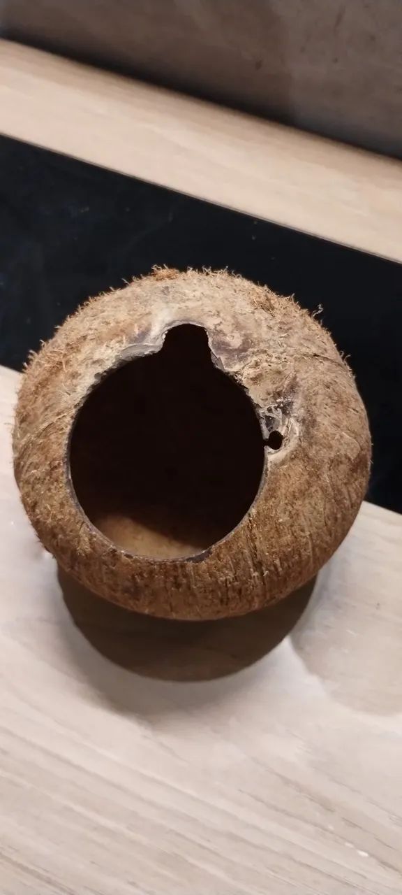 Casinha de côco para Hamster  - Foto 5