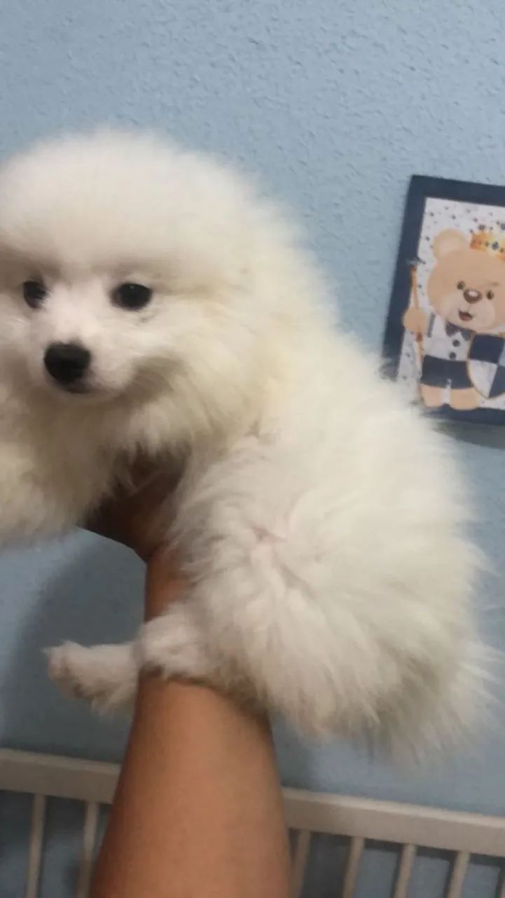 Lulu ,spitz alemão  - Foto 3