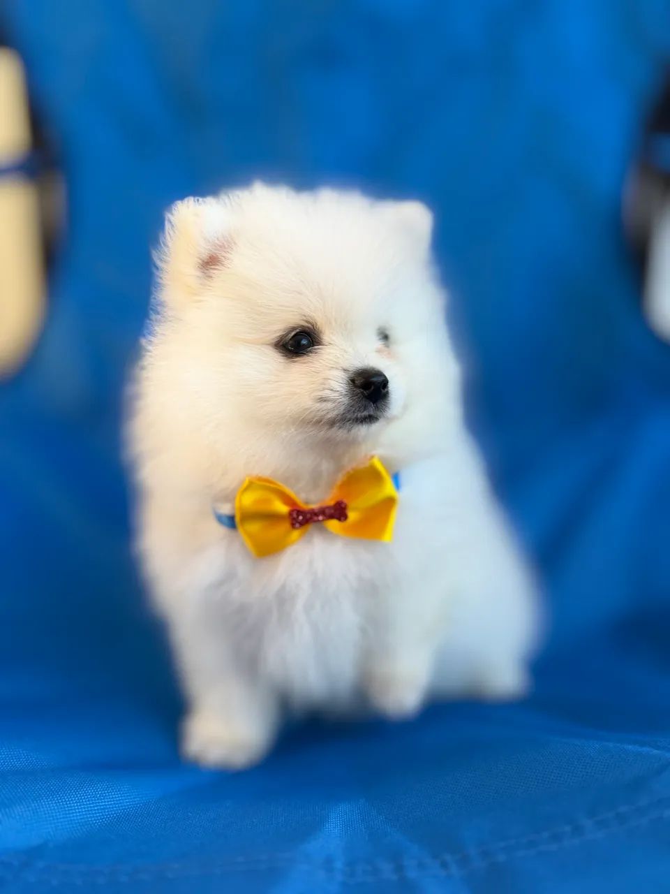 Spitz Alemão macho  - Foto 2