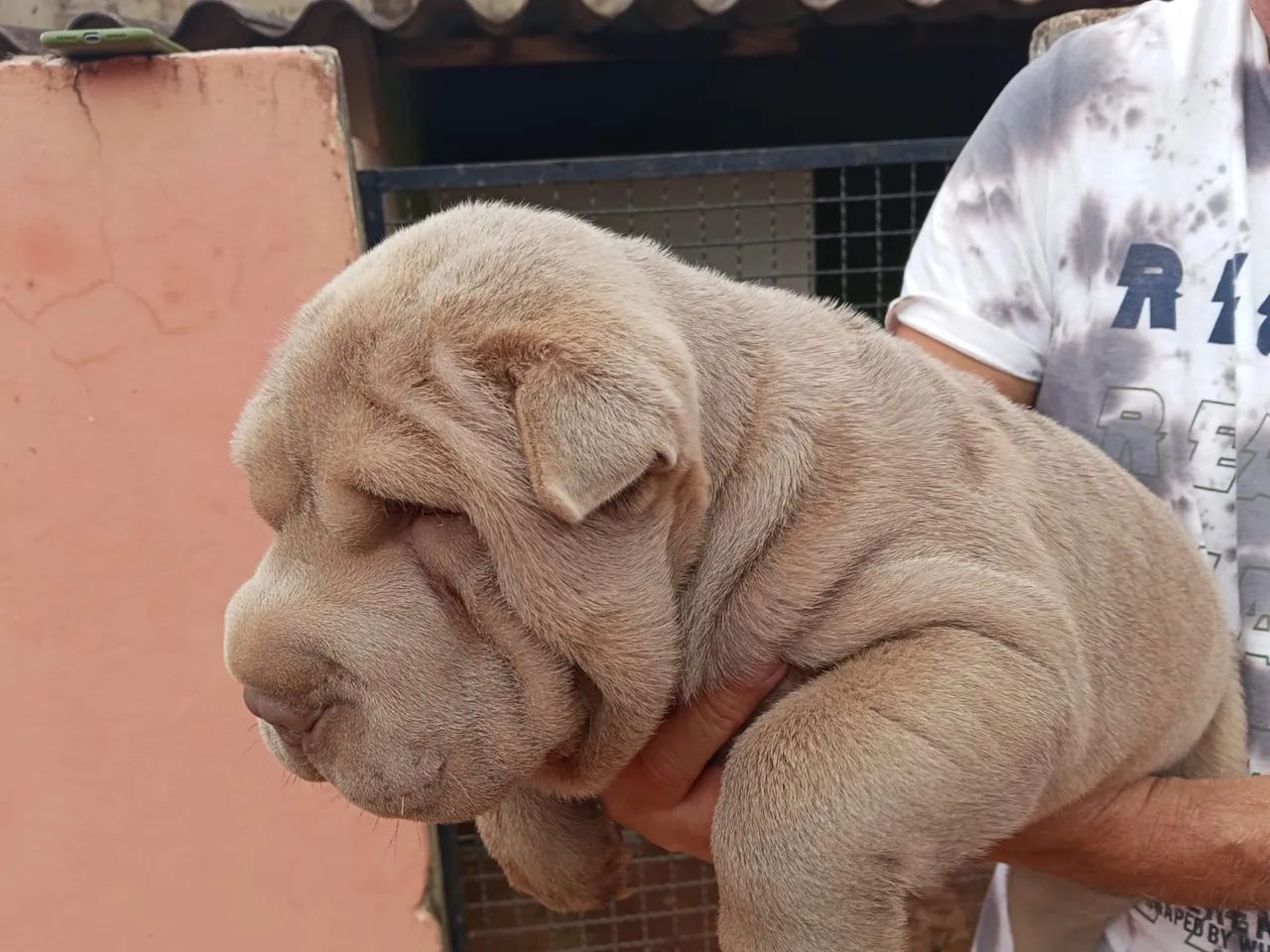 Shar pei
