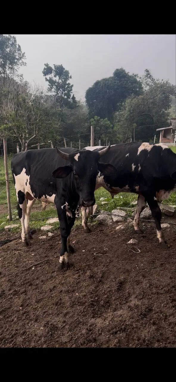 Vendo 2 garrote no jeito pra açougue 