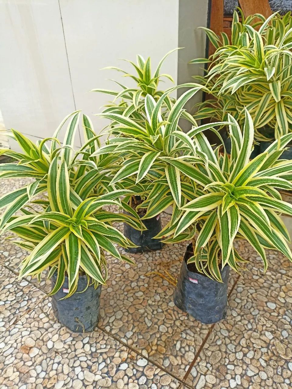 Pleomelia - Foto 2