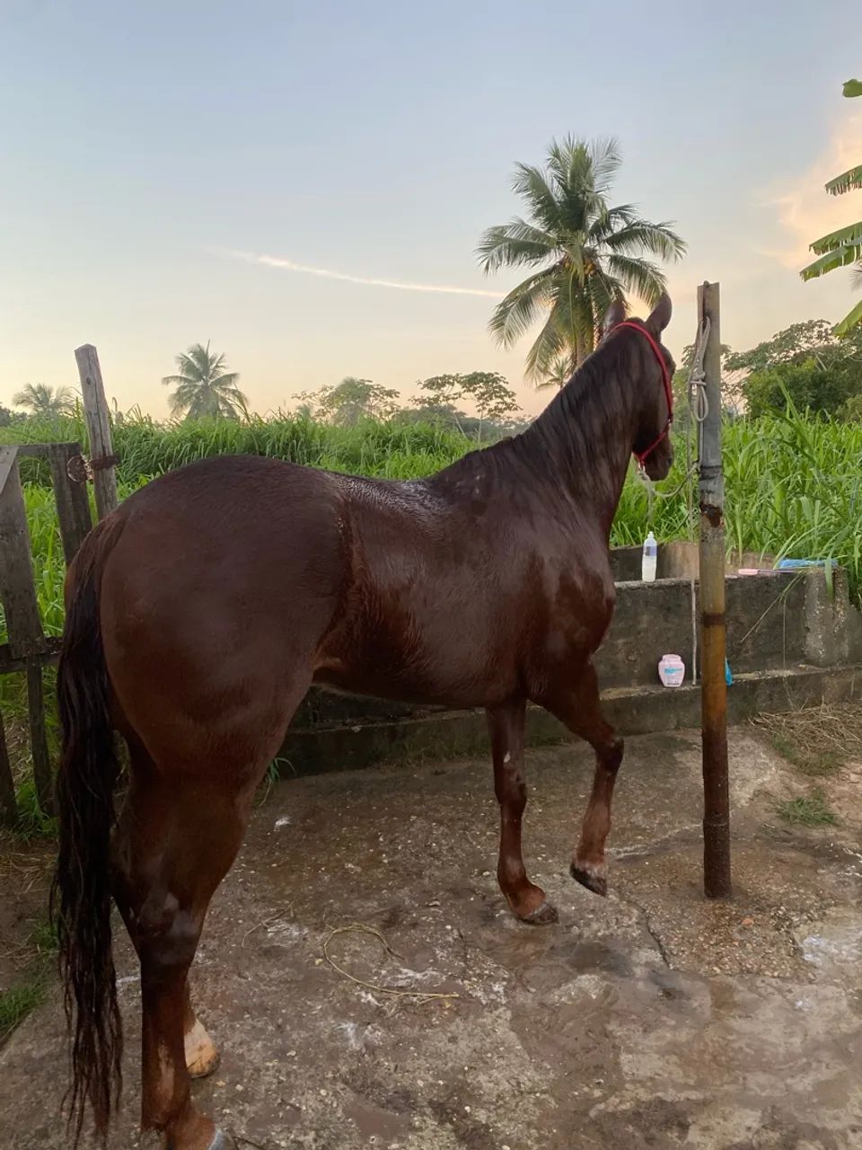 Cavalo quarto de milha  - Foto 4
