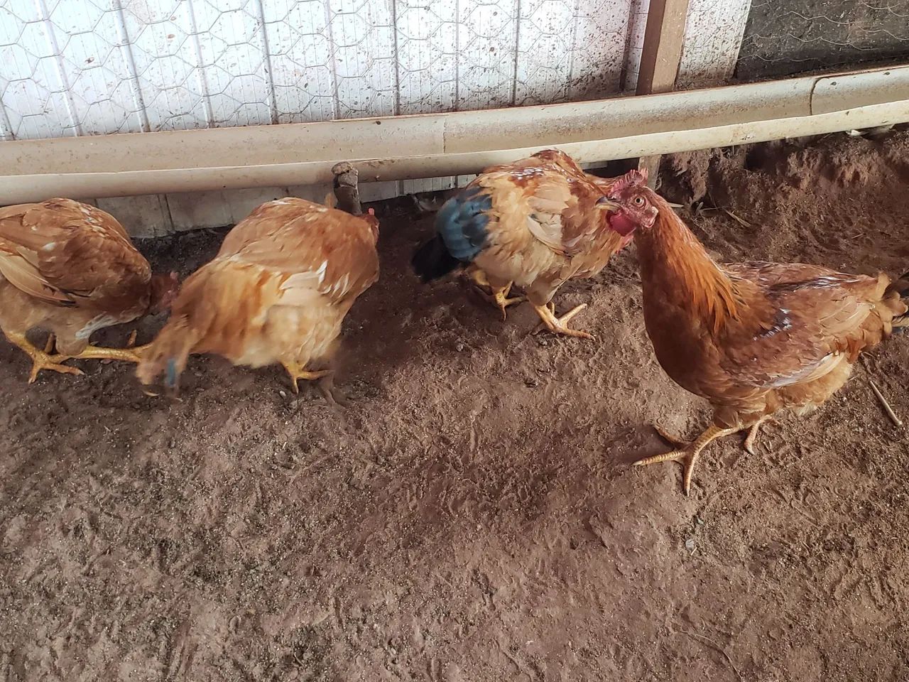 Frango caipira 