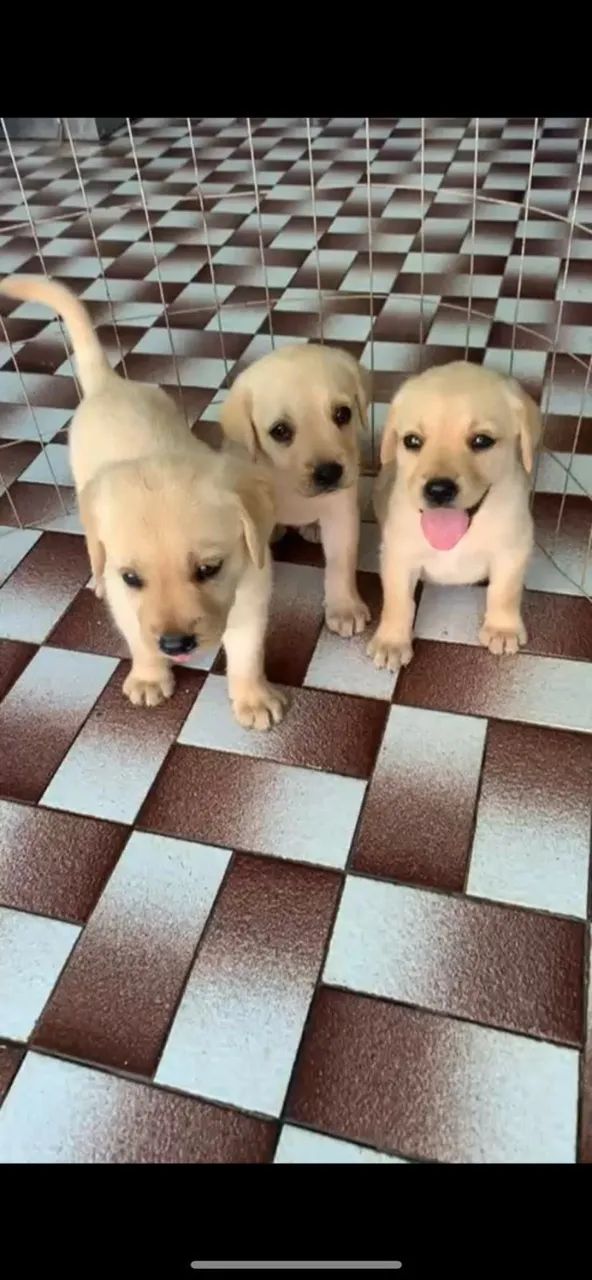 Lindos Filhotes Labrador ?