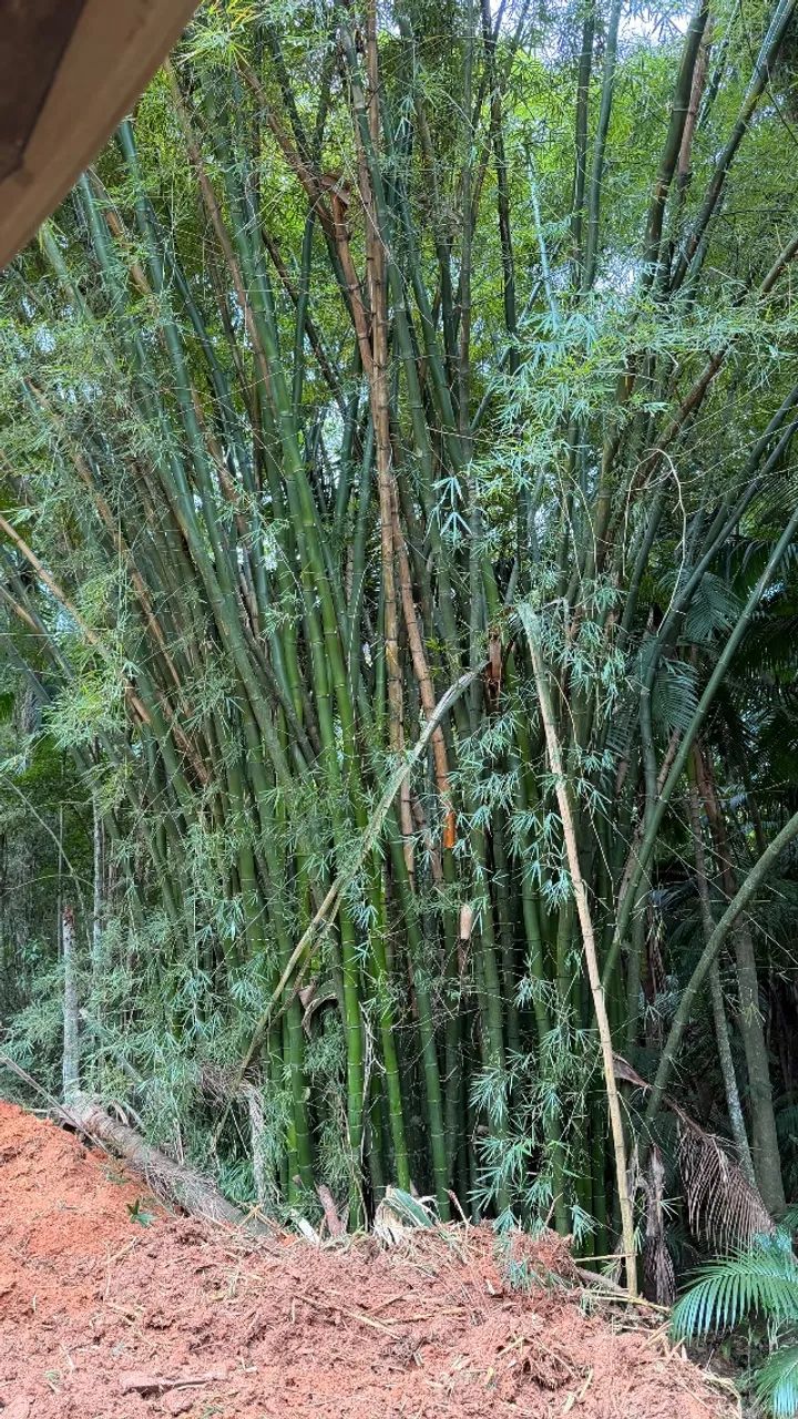 Bambu verde gigante  - Foto 2