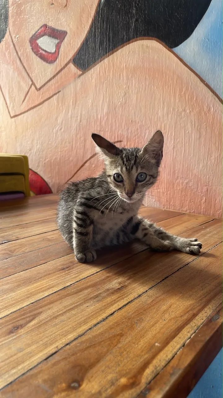 Gato macho filhote