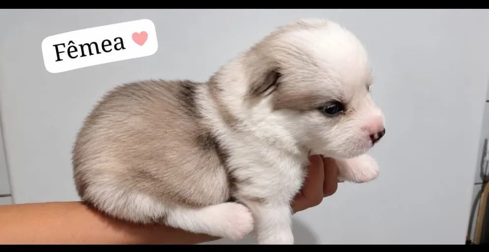 Filhotes Huskey 
